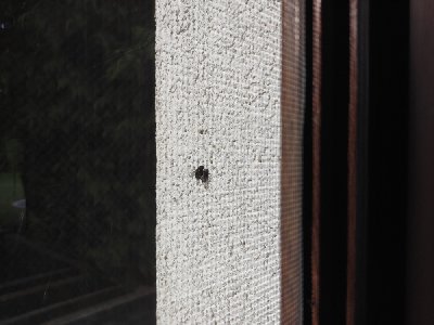 Rolety wewnętrzne i moskitiery model 5